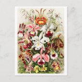 Carte Postale Illustration d'orchidées vintages (Devant)