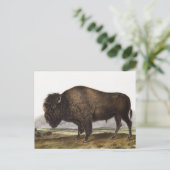 Carte Postale Illustration du Bison d'Amérique (Bos Americanus) (Debout devant)