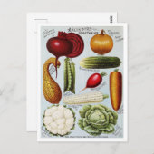 Carte Postale Illustration du catalogue des semences de légumes  (Devant / Derrière)