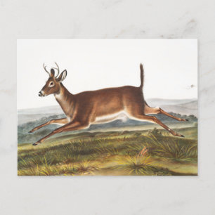 Carte Postale Illustration du cerf à queue longue (Cervus leucur