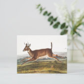 Carte Postale Illustration du cerf à queue longue (Cervus leucur (Debout devant)