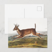 Carte Postale Illustration du cerf à queue longue (Cervus leucur (Devant / Derrière)