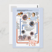 Carte Postale Illustration du changement antigénique (grippe) (Devant / Derrière)