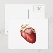 Carte Postale Illustration Du Coeur Humain (Devant / Derrière)