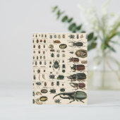 Carte Postale Illustration du coléoptère vintage (Debout devant)