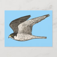 Illustration du crayon couleur faucon pèlerin