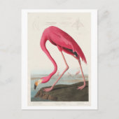 Carte Postale Illustration du Flamant rose par John James Audubo (Devant)