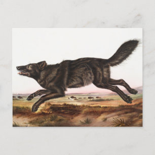 Carte Postale Illustration du loup noir américain (Canis lupus)