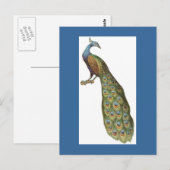 Carte Postale Illustration du paon (Devant / Derrière)