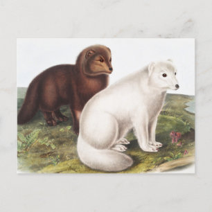 Carte Postale Illustration du renard arctique (Vulpes lagopus)