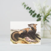 Carte Postale Illustration du Renard croisé américain (Canis vul (Debout devant)