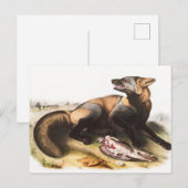 Carte Postale Illustration du Renard croisé américain (Canis vul (Devant / Derrière)