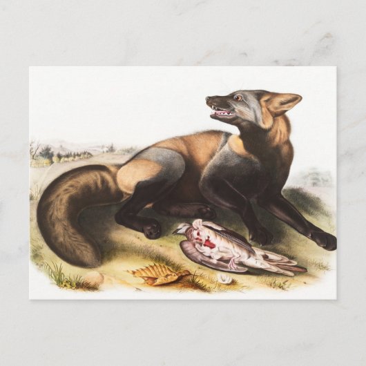 Carte Postale Illustration du Renard croisé américain (Canis vul (Devant)