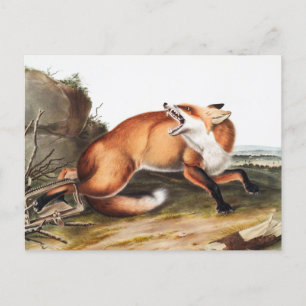 Carte Postale Illustration du Renard rouge américain (Vulpes Ful
