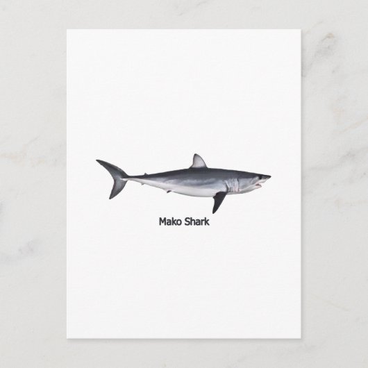 Carte Postale Illustration du requin Mako Shortfin (Devant)