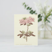 Carte Postale Illustration du Rhododendron à feuilles pointillée (Debout devant)