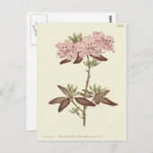 Carte Postale Illustration du Rhododendron à feuilles pointillée (Devant / Derrière)