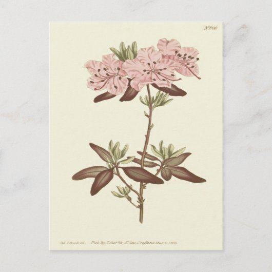 Carte Postale Illustration du Rhododendron à feuilles pointillée (Devant)