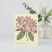 Carte Postale Illustration du Rhododendron pourpre (Debout devant)