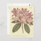 Carte Postale Illustration du Rhododendron pourpre (Devant / Derrière)