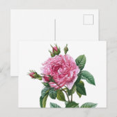 Carte Postale Illustration du Rose vintage (Devant / Derrière)
