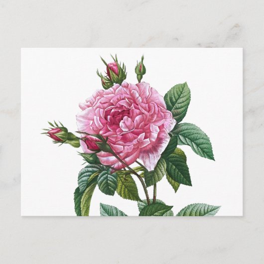 Carte Postale Illustration du Rose vintage (Devant)