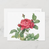 Carte Postale Illustration du Rose vintage (Devant / Derrière)