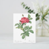 Carte Postale Illustration du Rose vintage (Debout devant)