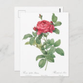 Carte Postale Illustration du Rose vintage (Devant / Derrière)