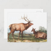 Carte Postale Illustration du wapiti américain (Cervus Canadensi (Devant / Derrière)