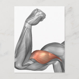 Carte Postale Illustration D'Un Bras Flexé Montrant Un Bicep