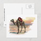 Carte Postale Illustration d'un chameau dromédaire antique (Devant / Derrière)