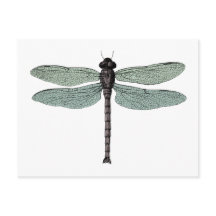 Illustration d'une libellule Vintage typographique