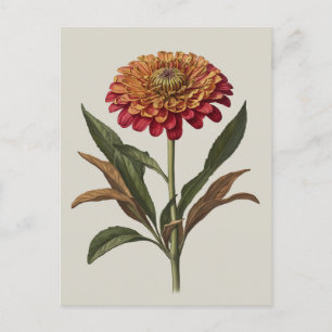 Carte postale illustration d'une Zinnia