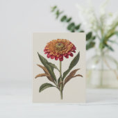 Carte postale illustration d'une Zinnia (Debout devant)