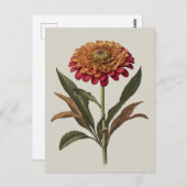 Carte postale illustration d'une Zinnia (Devant / Derrière)
