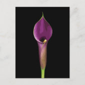 Carte Postale Illustration élégante de calla violet (Devant)