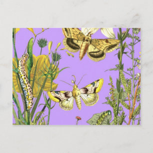 Carte Postale Illustration florale du papillon botanique