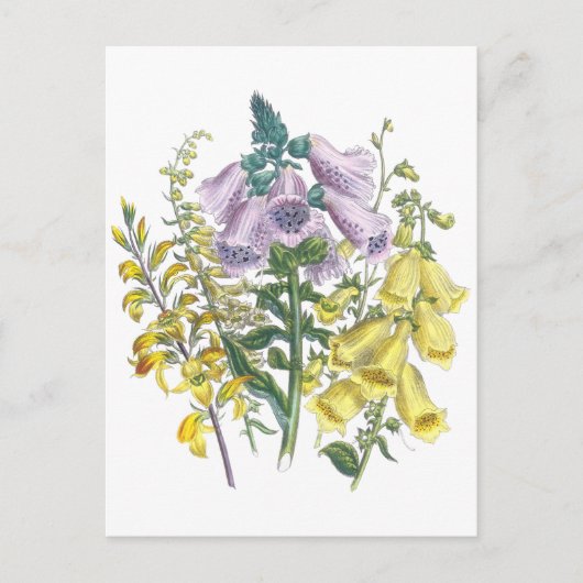 Carte Postale Illustration Foxglove vintage (Devant)