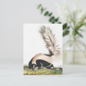 Carte Postale Illustration LargeTail Skunk Mephitis macroura (Debout devant)
