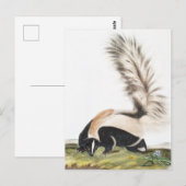 Carte Postale Illustration LargeTail Skunk Mephitis macroura (Devant / Derrière)