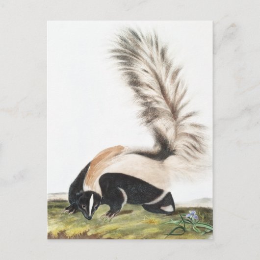 Carte Postale Illustration LargeTail Skunk Mephitis macroura (Devant)