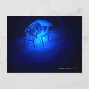 Carte Postale Illustration luminescente d'une mouche tsé-tsé