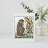 Carte Postale Illustration Mandrill vintage (Debout devant)
