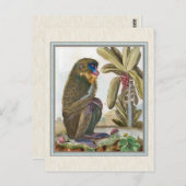 Carte Postale Illustration Mandrill vintage (Devant / Derrière)