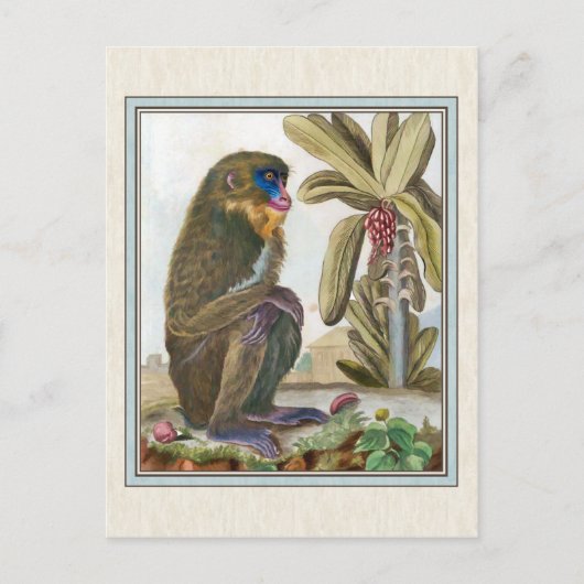 Carte Postale Illustration Mandrill vintage (Devant)