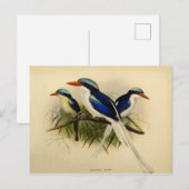 Carte Postale Illustration martin pêcheur (Devant / Derrière)