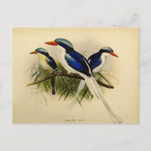 Carte Postale Illustration martin pêcheur (Devant)