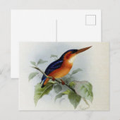 Carte Postale Illustration martin pêcheur (Devant / Derrière)