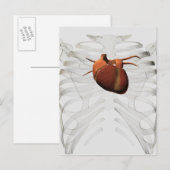 Carte Postale Illustration Médicale De La Cage Du Coeur Et De La (Devant / Derrière)